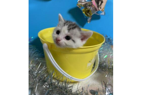 成約済の大阪府のスコティッシュフォールド-68358の1枚目